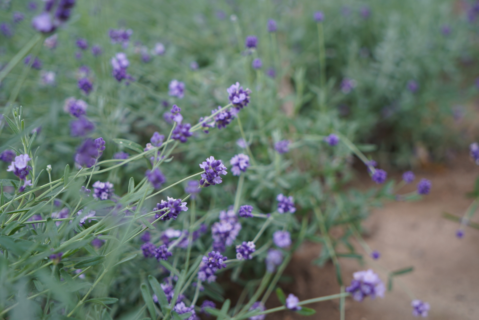 purple flowers